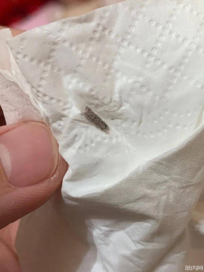 家里出现这种虫!一旦看到立马清除_衣蛾