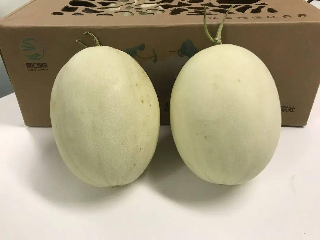 上海本地南汇甜瓜成熟上市果肉糯沙多汁鲜甜