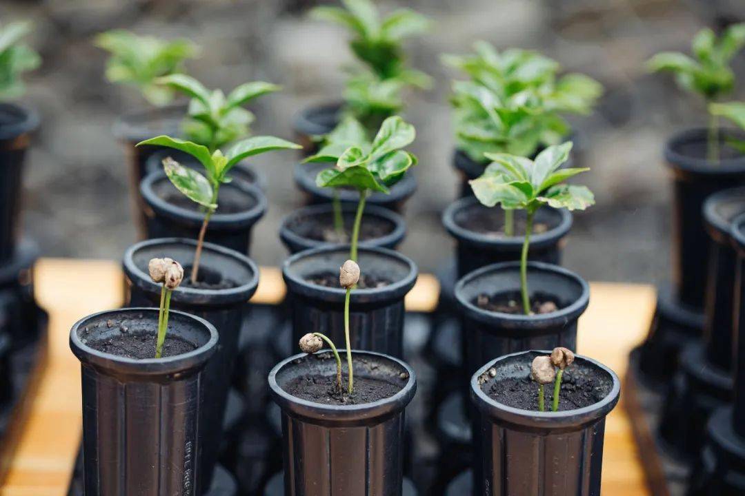 可持续的咖啡未来,需要有你的支持_星巴克