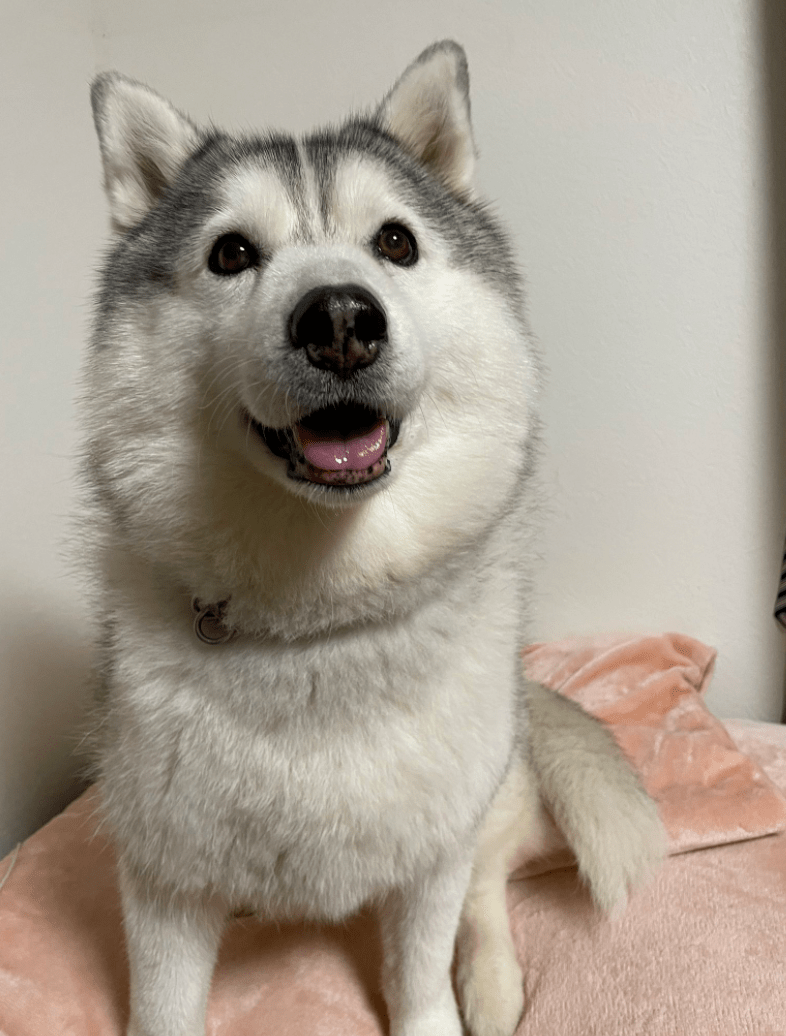 超可爱的童颜哈士奇被人误以为是小奶狗,主人却说:它都8岁了!