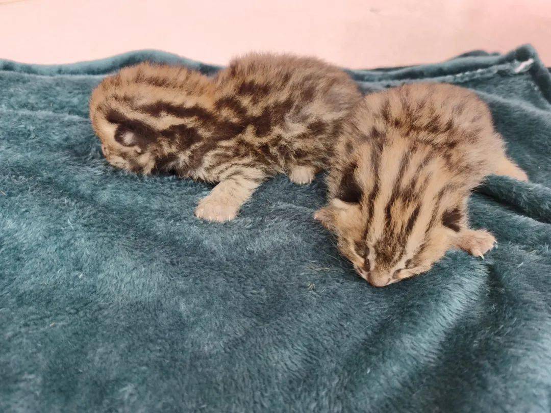 乡的余先生来到来宾市公安局高安派出所,将2只野猫幼崽交到民警手上