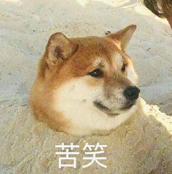 一波柴犬表情包拿好不谢