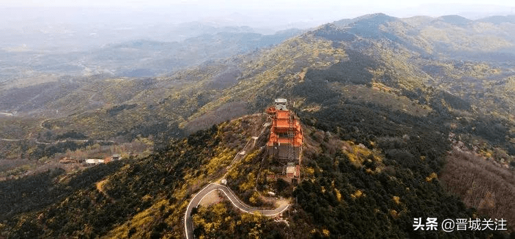 晋城晋普山上连翘花正在盛开太壮观了