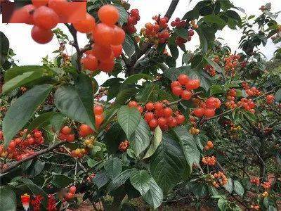 社石林万家欢:能采摘多种水果 玩场也多万家欢是石林颇具名气的樱桃园