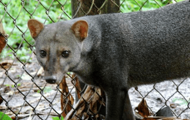 小耳犬(学名: atelocynus microtis ):体长72-1