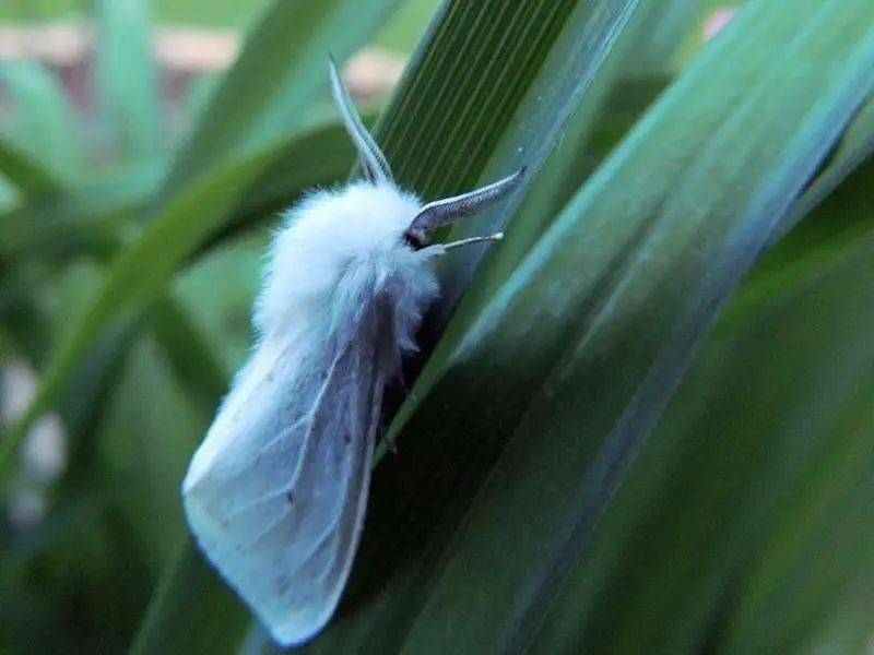 美国白娥美国白蛾(学名:hyphantria cunea)雌雄异型,成虫白色.