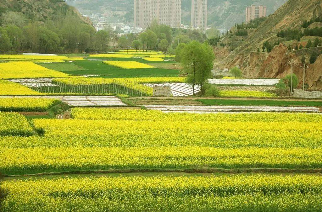 武山油菜花海图片