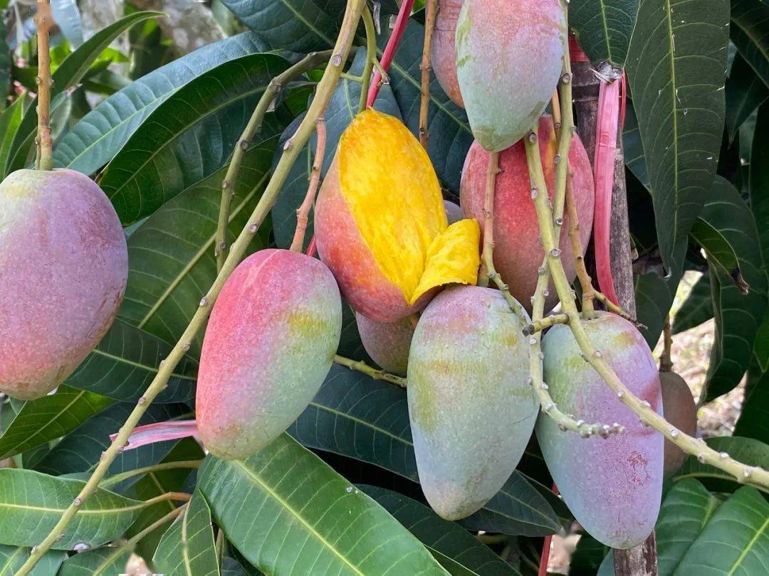 超甜嫩的海南贵妃芒来了,香浓可口,好吃到爆_芒果