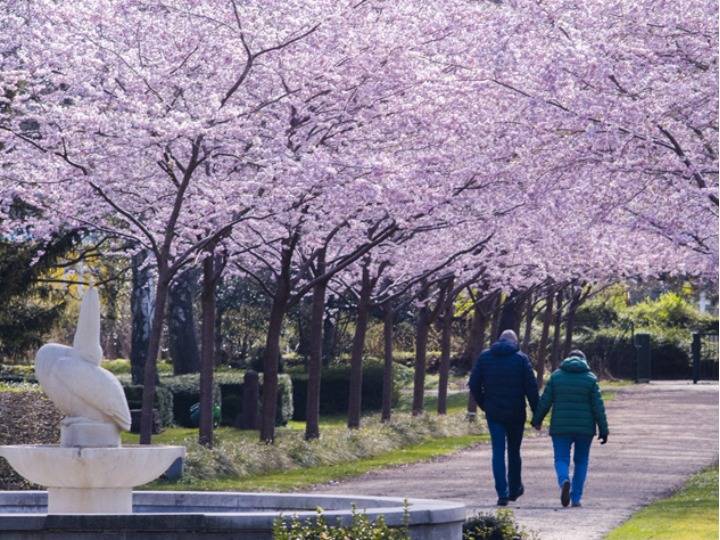 德国基尔樱花盛开