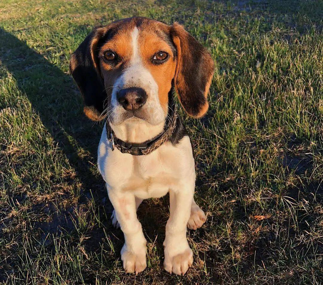 怎么看小狗是否胆小 3dd6f9b5890741a2ba9348b6dbedd295.jpeg