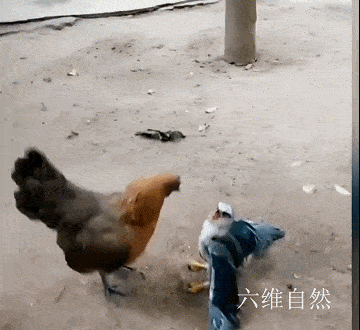 现实版老鹰捉小鸡鹰隼捕食小鸡不成反被母鸡按在地上猛啄