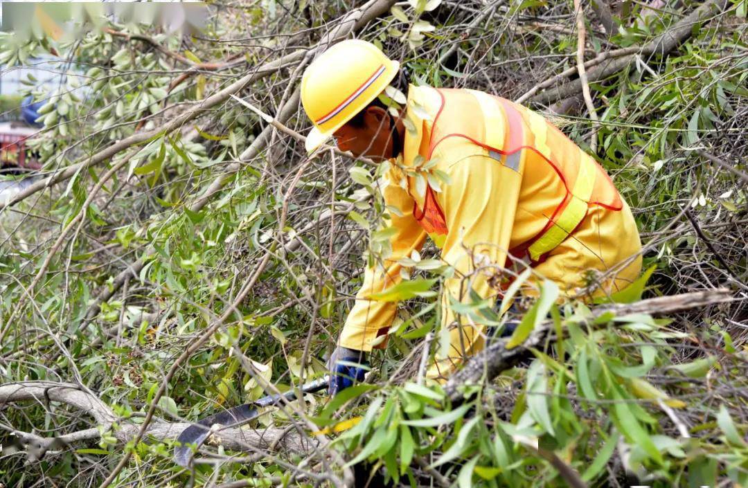 养护工人在清理枯枝树干经过修整后的高边坡干净整洁、焕然一新，宛如披