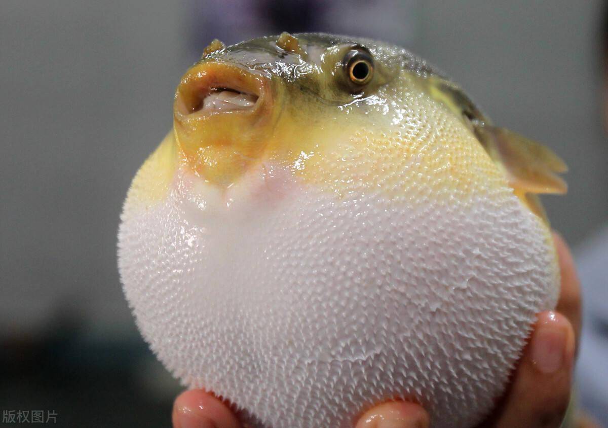 养殖河豚有毒 但毒性低于野生河豚 加工