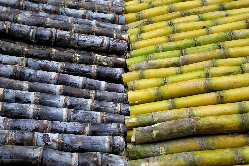 吃后严重可致命_甘蔗