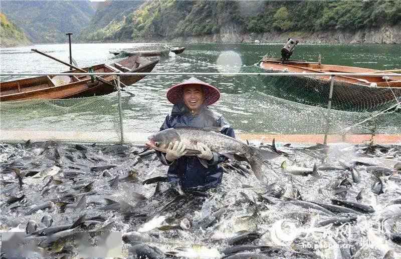 央媒聚焦湖北谷城深水生态鱼丰收