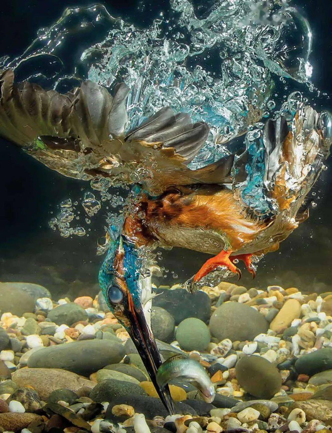 dk震撼科普高能来袭无与伦比的视觉盛宴