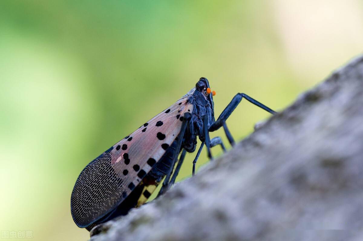 俗称"花姑娘",原以为是益虫,现在才知道它的危害有多大