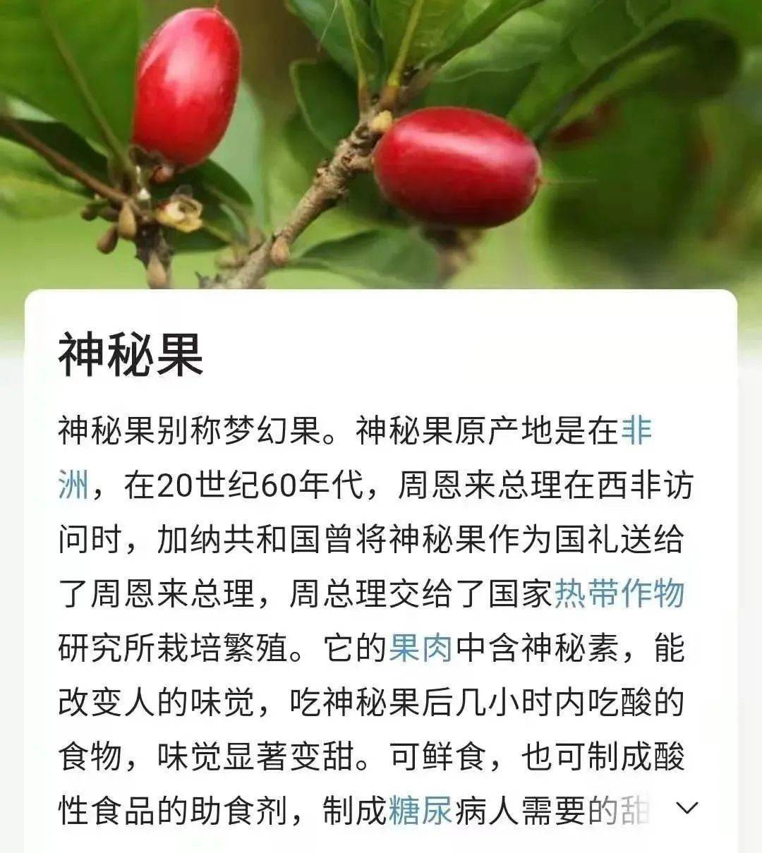 神秘果有毒吗图片