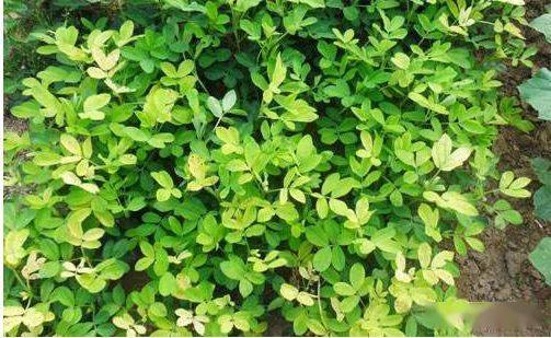 盆栽花生种植技巧 1f25055585d142d28d47d9fa278345f4.jpeg