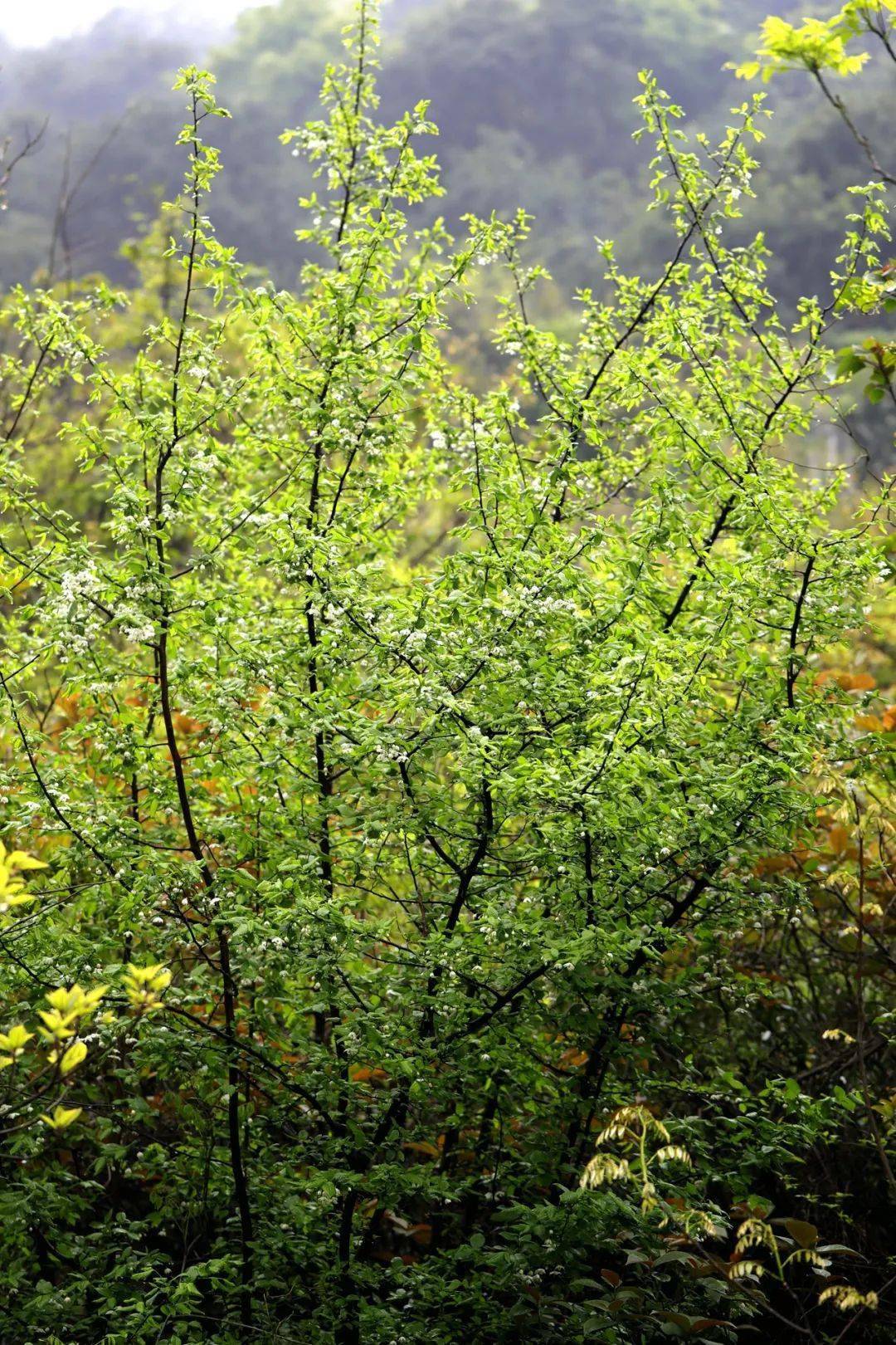 寻找国家二级重点保护野生植物秤锤树