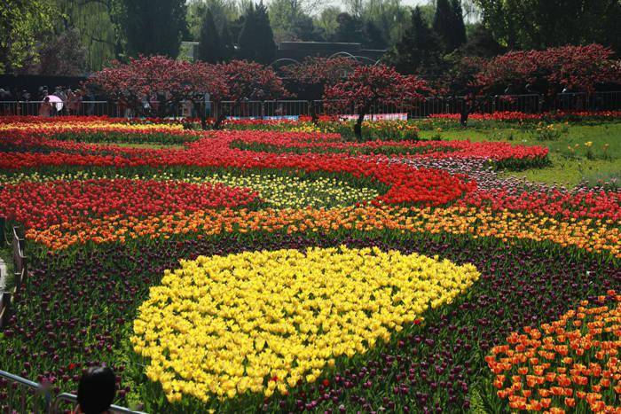 京城赏花 | 北京植物园郁金香花海已经进入最佳观赏期，20万株鲜花正盛开！