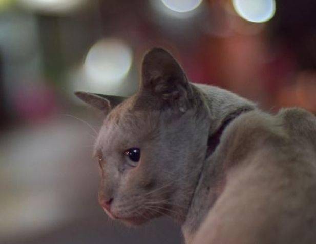 猫咪伤心时做出的5种行为，胡子下垂还弓背，太过伤心还会恶作剧