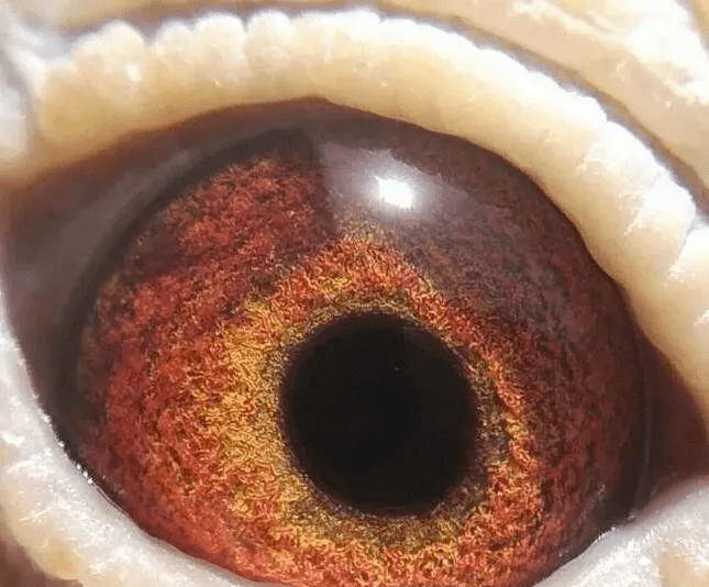 鸽眼鉴赏:黑线铁锈斑是超级种鸽特征?