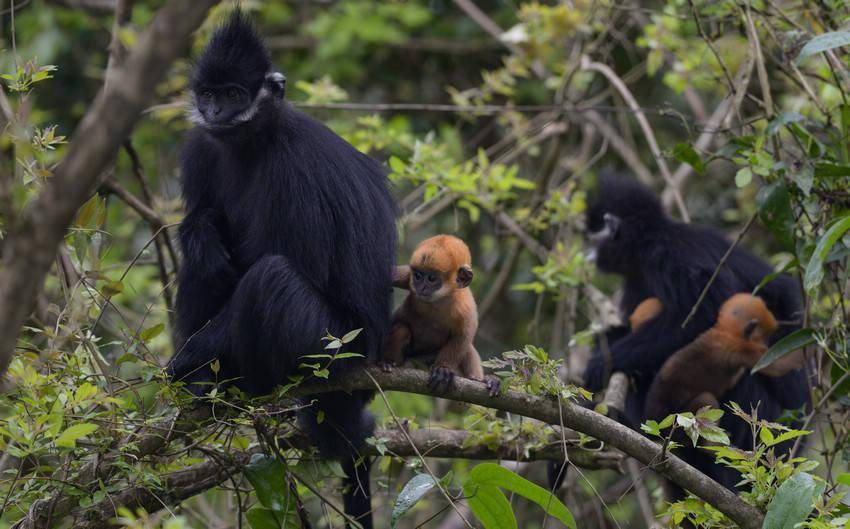 麻阳河探秘国家一级保护动物黑叶猴