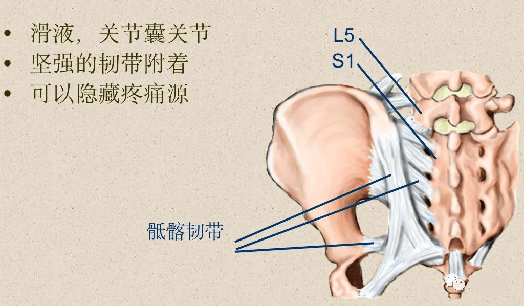 經椎體下部的橫斷層面:斷面經過的部位:椎弓根下方的椎體主要特徵