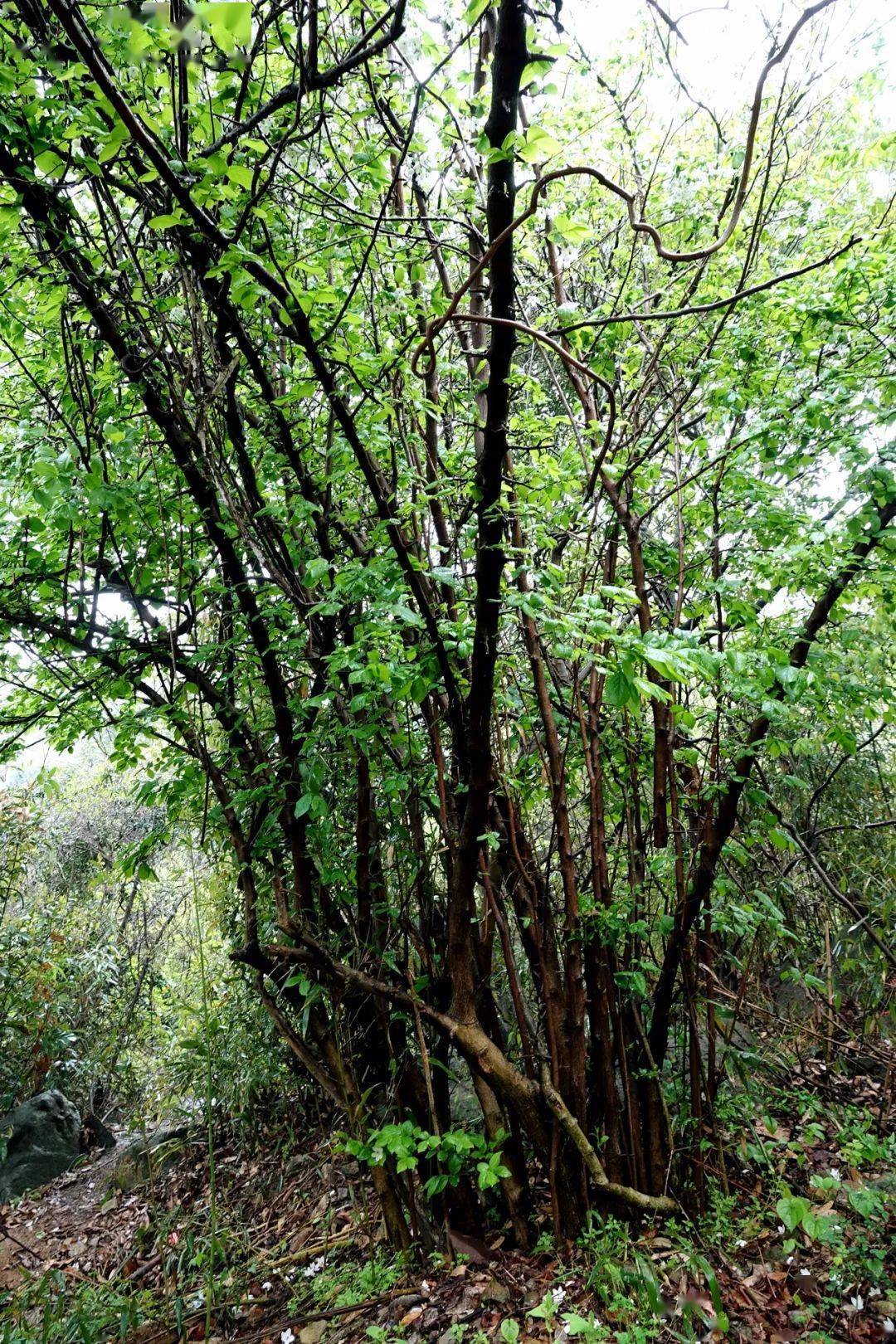 寻找国家二级重点保护野生植物秤锤树