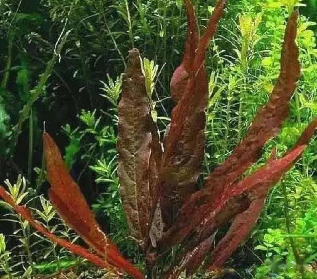 長葉九冠難度:容易光照要求:中等植物種類:根莖類尺寸:10-50cm生長