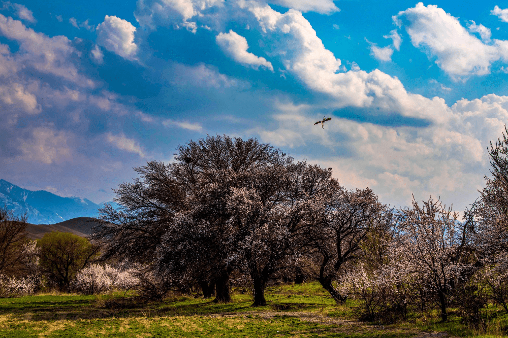 4月12日,在伊犁州察布查尔锡伯自治县坎乡杏花村的野杏沟,一簇簇绽放