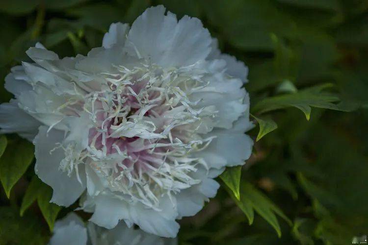 名贵牡丹银丝贯顶花开洛阳独此一株