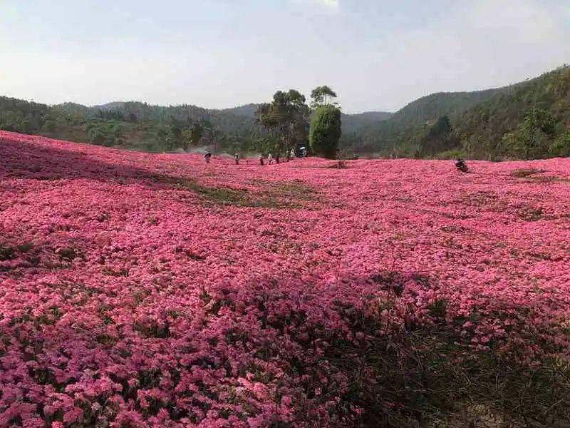 新晋网红滇中植物园花开成海~约!_花海