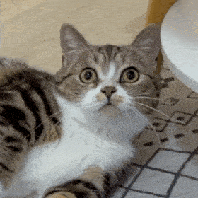 网红猫咪猫咪茶茶表情包