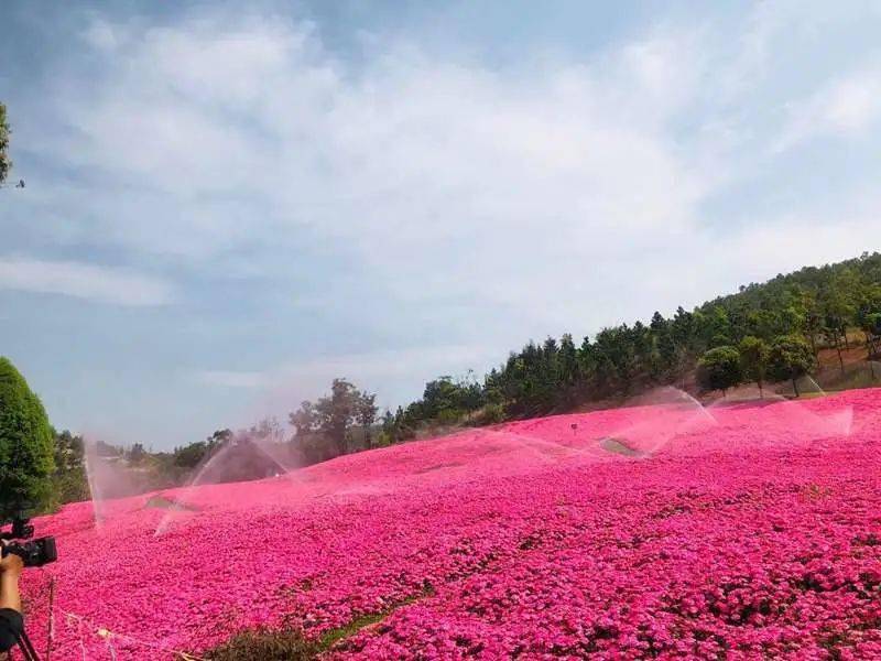 新晋网红滇中植物园花开成海~约!_花海