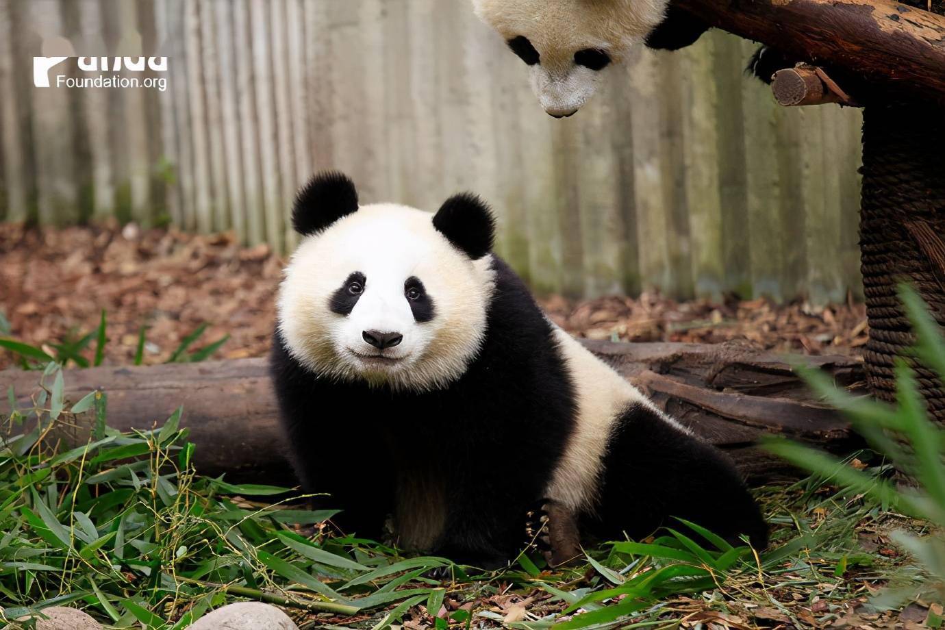 出彩滚滚迎迎罕见素颜出镜谁说它妆前妆后两只熊的