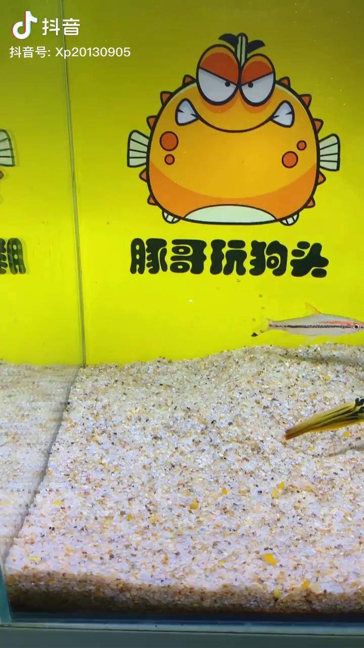 小螃蟹教得真好吉林安排一夏豚哥带你玩狗头豚哥的配音秀父亲节豚哥