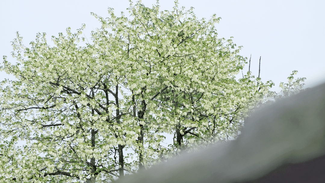 白鸽展翅 珙桐花开 4月来乐山这些地方赏 国宝级 奇花 峨眉山
