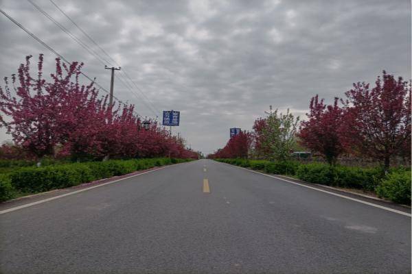 河东区农村公路彩化妆靓"四好农村路"_绿化