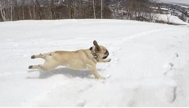 日本一只斗牛犬雪地狂奔与滑雪的主人比赛 马洛