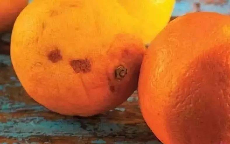 水果坏了一部分,剩下的还能不能吃?