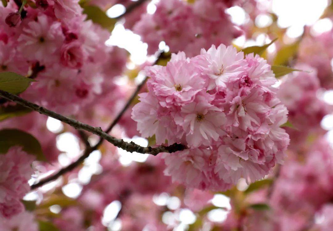 你来69来源|陇南发布文图|图片/记者 冉创昌 文字/记者 袁媛远编辑