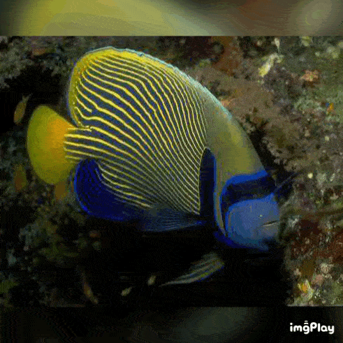 园燕眼鱼▼刺豚又名海中的刺猬,一言不合就大打出手哦!