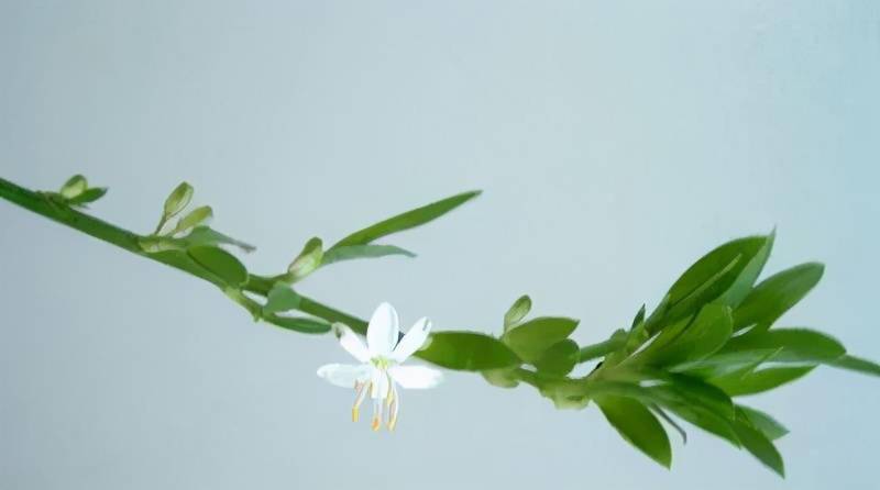 「每日心语」好好把握简单而又平实的幸福