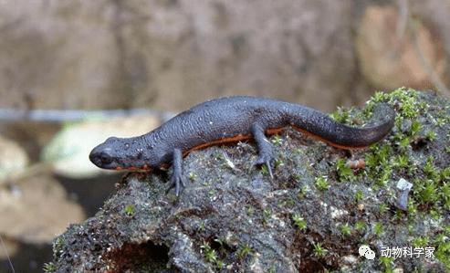 很多人见过却不认识,它叫东方蝾螈,是很不错的观赏宠物