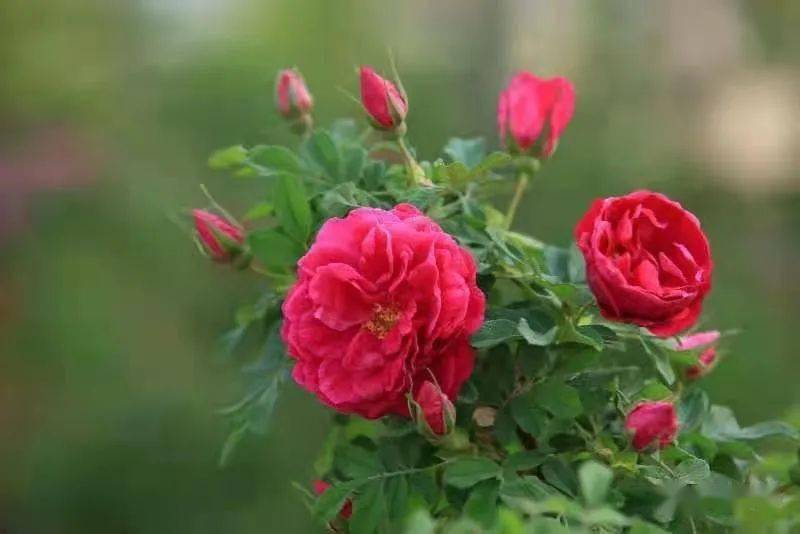 官宣济南增选玫瑰为市花荷谐玫好双市花来了