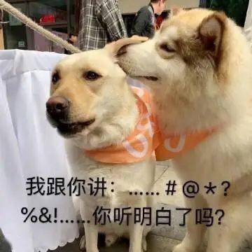 怎么才能让狗狗不抗拒狗绳 f64d9e27ba1e4b289c531558fef5d263.jpeg