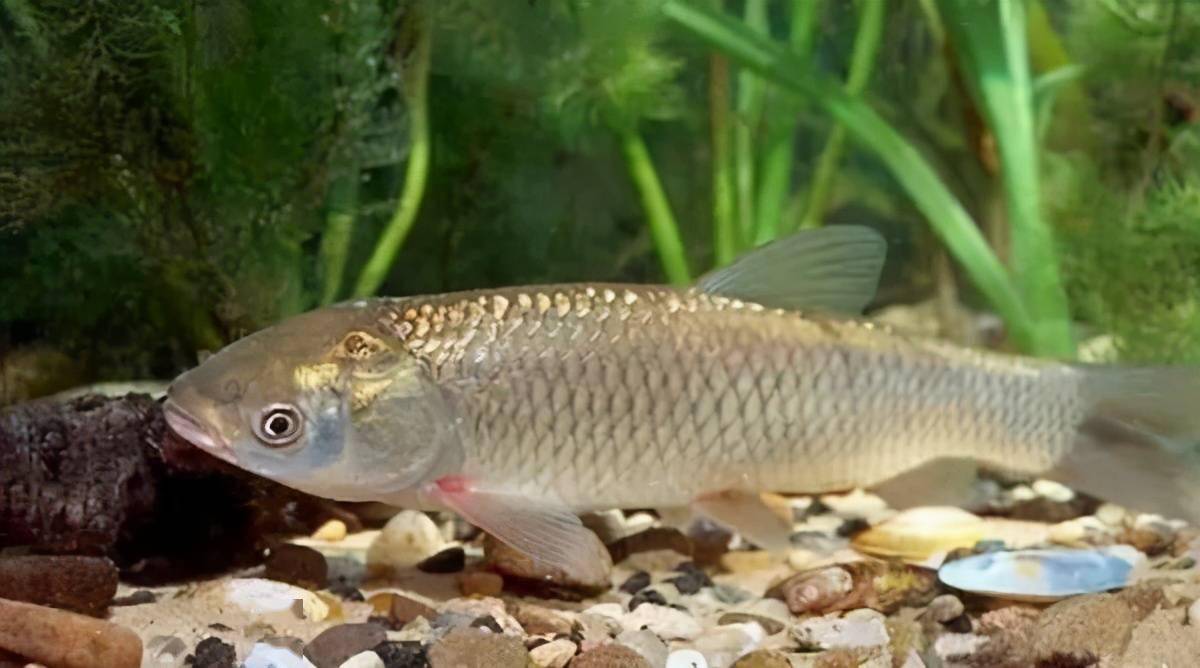 養殖趣事草魚吃食後狂遊是什麼原因