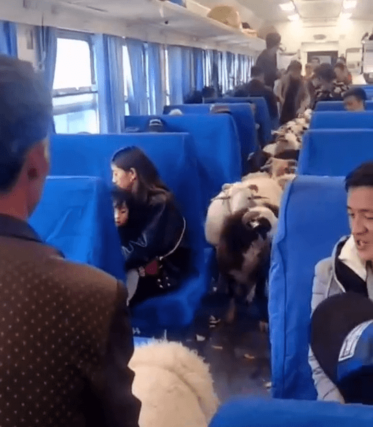四川一火车上有猪羊成群穿行，网友：人间烟火气！